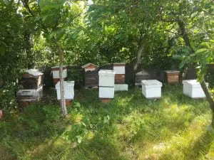 Leto 2022 na pčelinjaku - pcelarstvopejcic.com Leto 2022 na pčelinjaku - pcelarstvopejcic.com