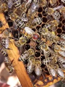 Obeležena matica - slika iz 2020 - pcelarstvopejcic.com Obeležena matica - slika iz 2020 - pcelarstvopejcic.com