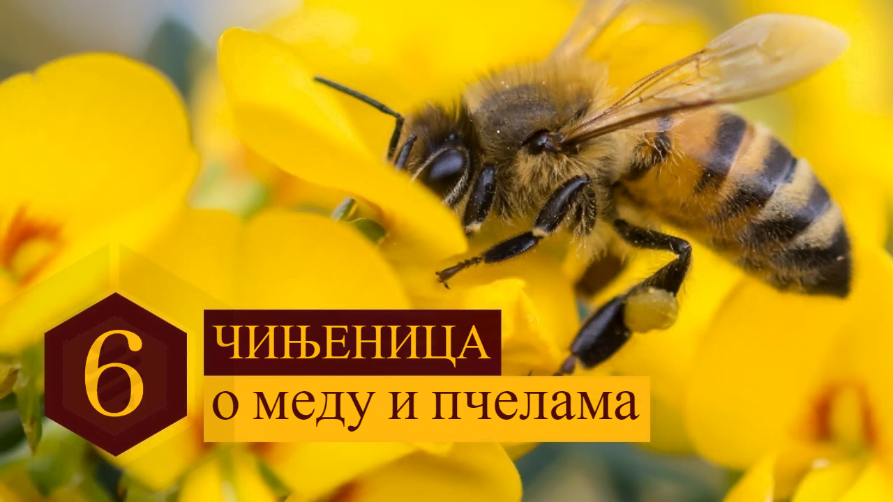 10 - 6 Чињеница које можда нисте знали о меду и пчелама