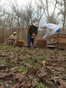 Pejčići rade na pčelinjaku u selu Vranašnica - slika iz 2021 - pcelarstvopejcic.com Pejčići rade na pčelinjaku u selu Vranašnica - slika iz 2021 - pcelarstvopejcic.com