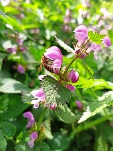 pcelarstvopejcic.com pcelarstvopejcic.com