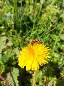 Pčela na maslačku - slika iz 2022 - pcelarstvopejcic.com Pčela na maslačku - slika iz 2022 - pcelarstvopejcic.com