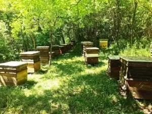 Leto 2022 na pčelinjaku - pcelarstvopejcic.com Leto 2022 na pčelinjaku - pcelarstvopejcic.com