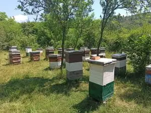 Leto 2022 na pčelinjaku - pcelarstvopejcic.com Leto 2022 na pčelinjaku - pcelarstvopejcic.com